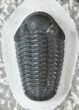 Gorgeous Phacops Araw - Rare Species #13541-2